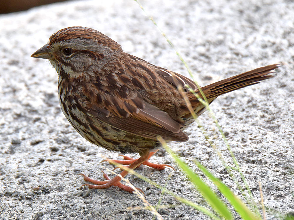 Sparrow.jpg