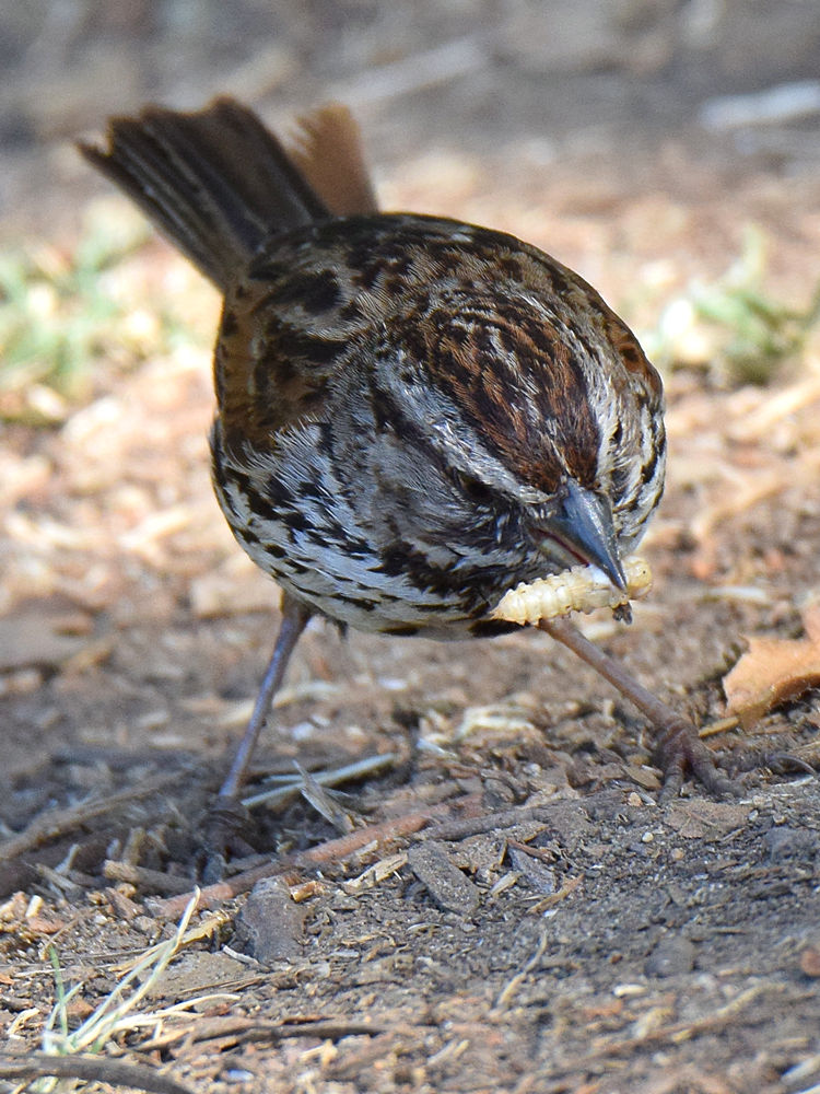Sparrow.jpg