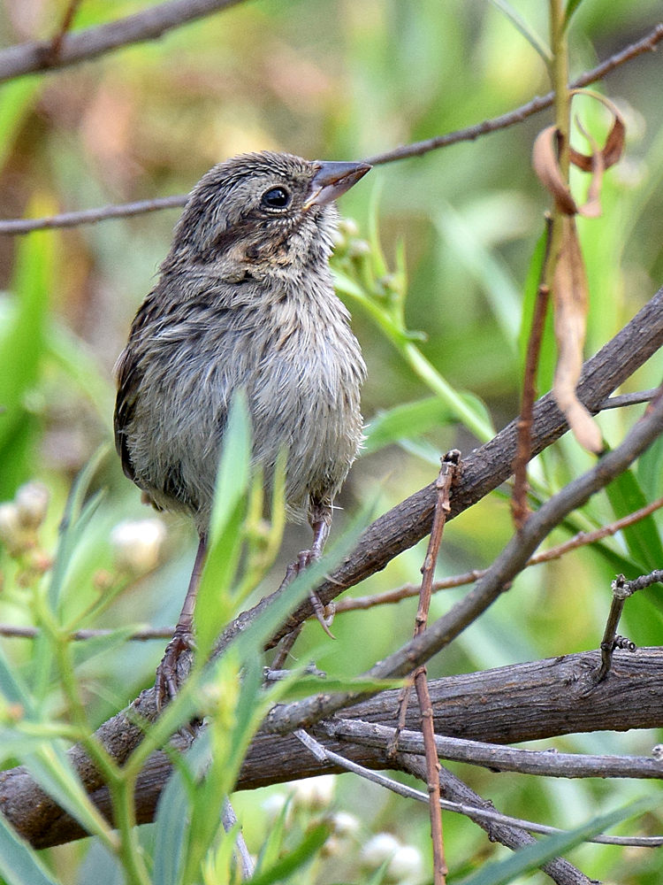 Sparrow.jpg