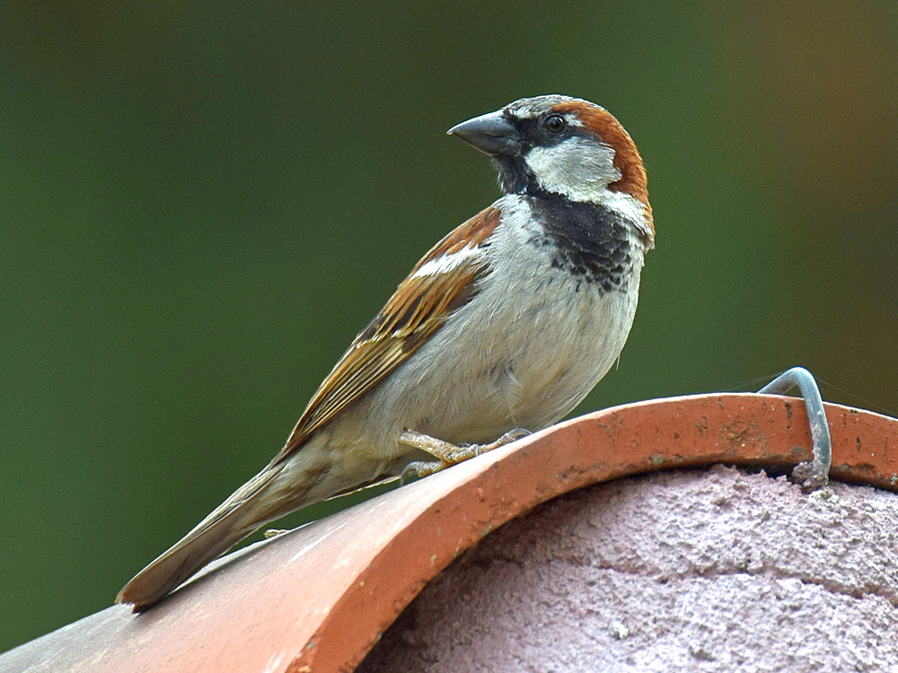 Sparrow.jpg
