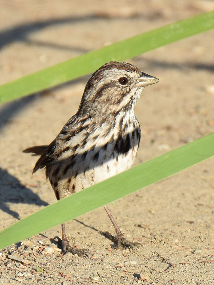 Sparrow.jpg