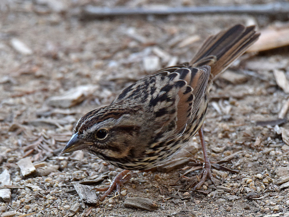 Sparrow.jpg