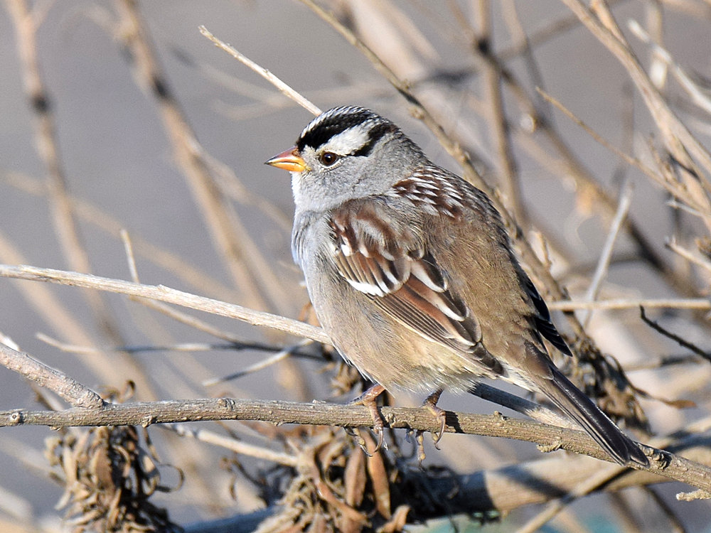 Sparrow.jpg