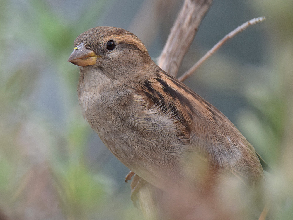 Sparrow.jpg