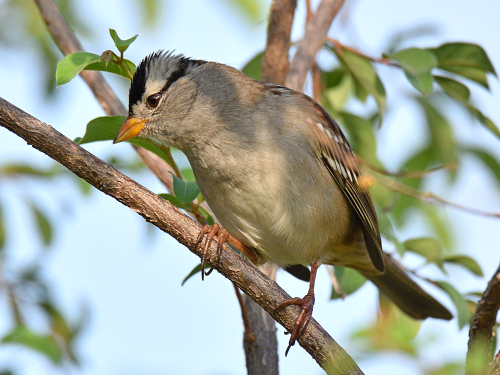 Sparrow.jpg