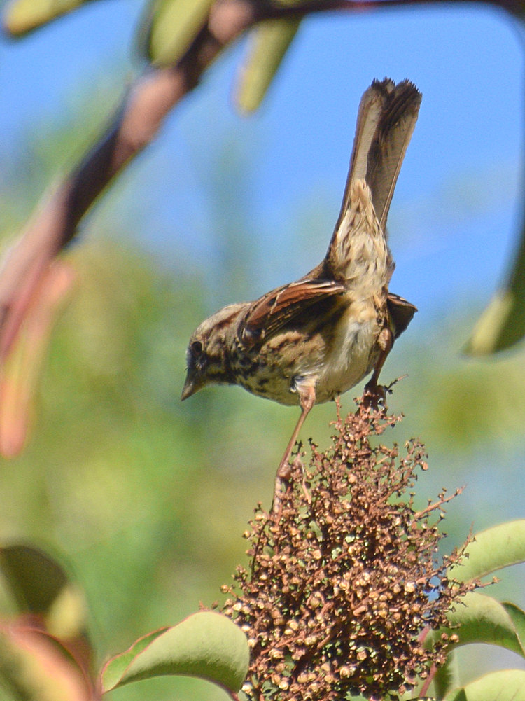 Sparrow.jpg