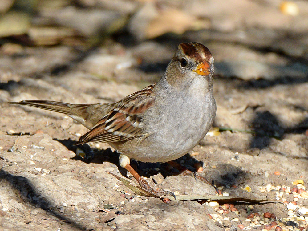 Sparrow.jpg