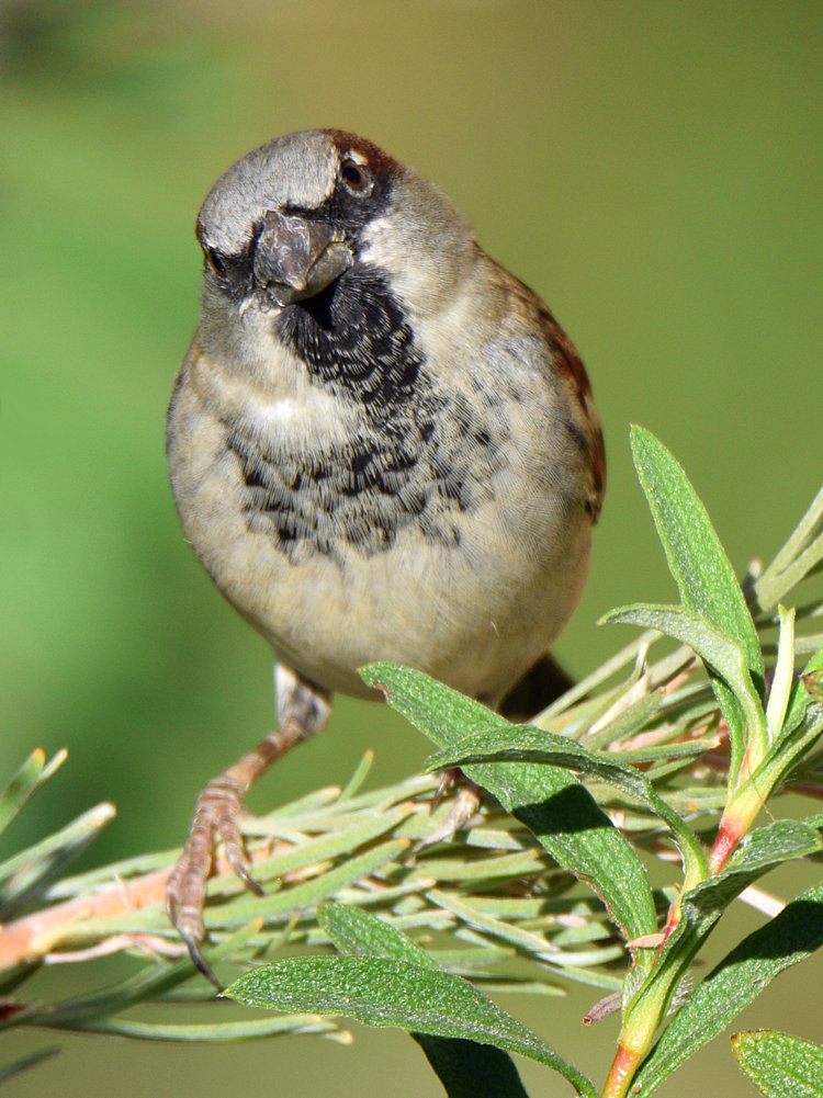 Sparrow.jpg