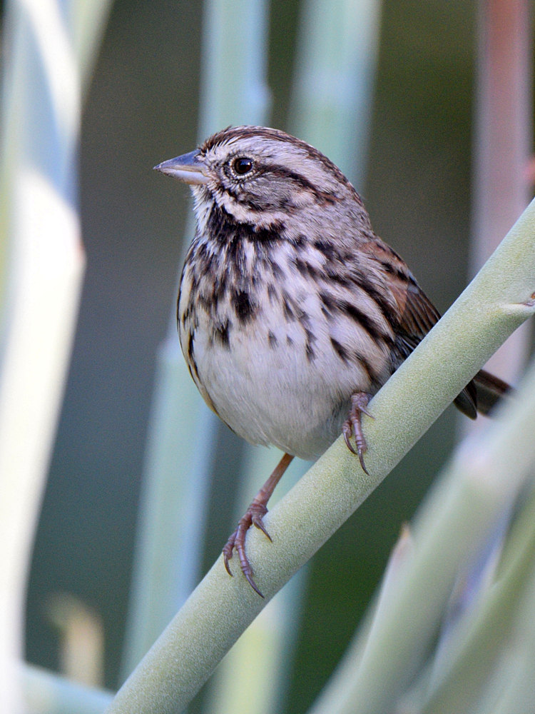 Sparrow.jpg