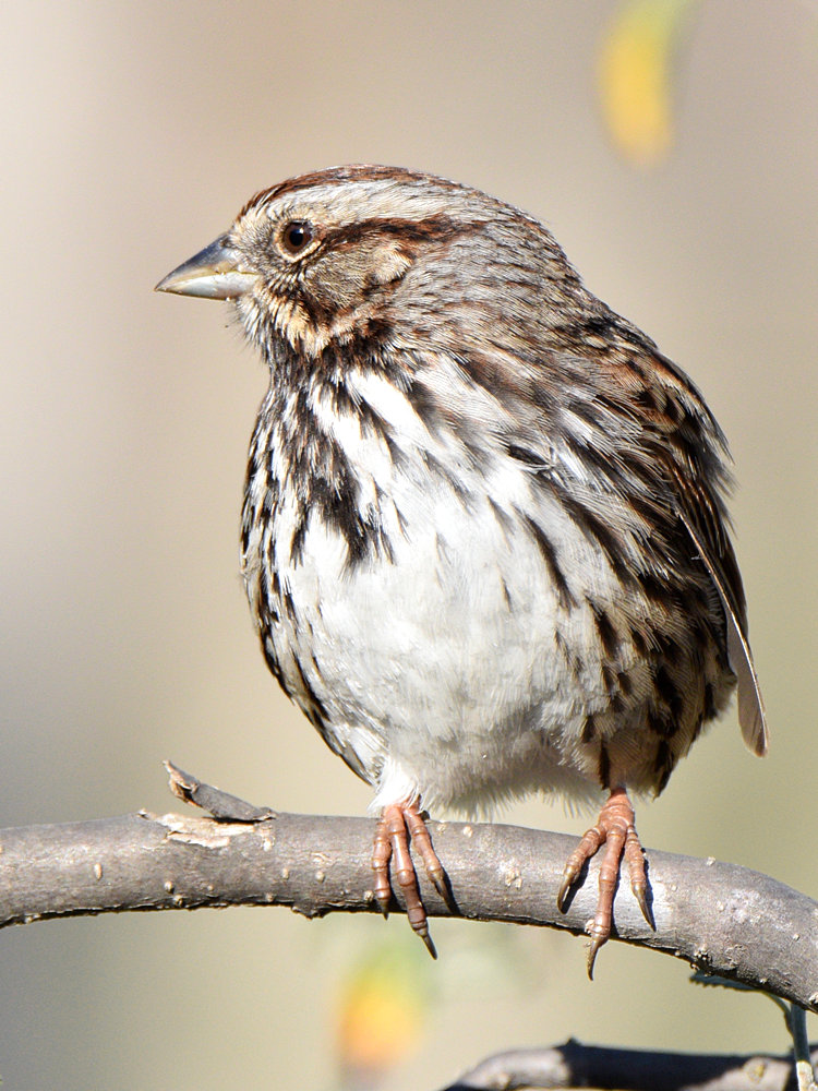 Sparrow.jpg