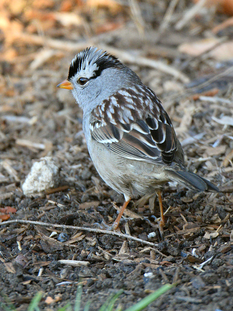 Sparrow.jpg