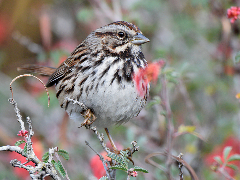 Sparrow.jpg