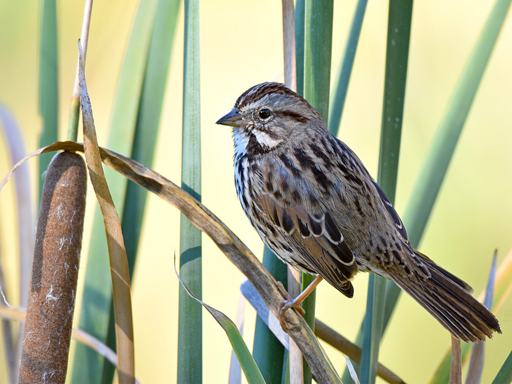 Sparrow.jpg