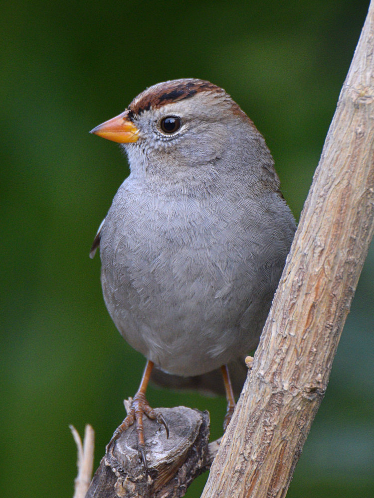 Sparrow.jpg