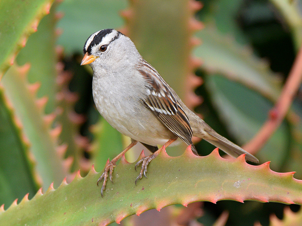 Sparrow.jpg