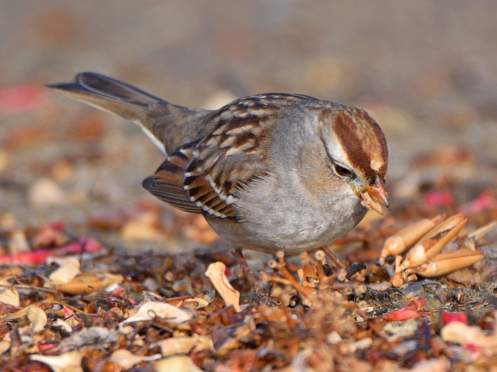 Sparrow.jpg