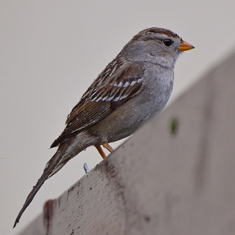 Sparrow.jpg