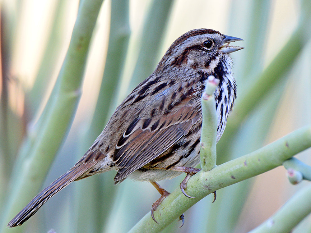 Sparrow.jpg
