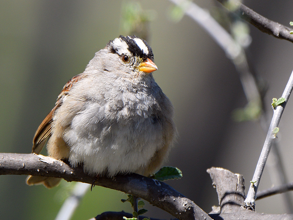 Sparrow.jpg