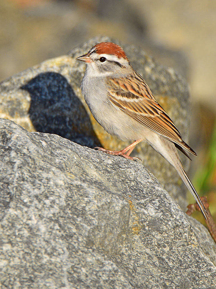 Sparrow.jpg