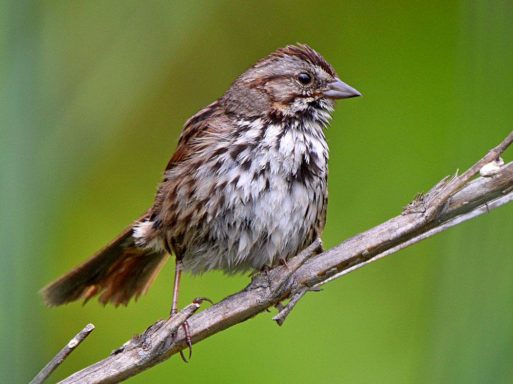 Sparrow.jpg