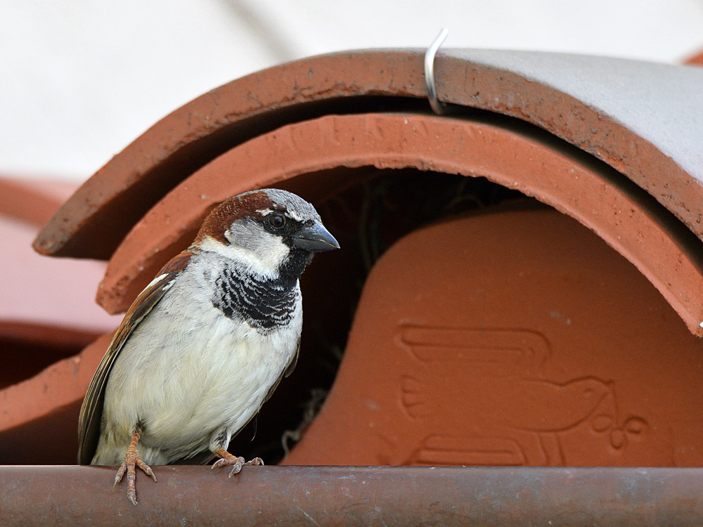 Sparrow.jpg