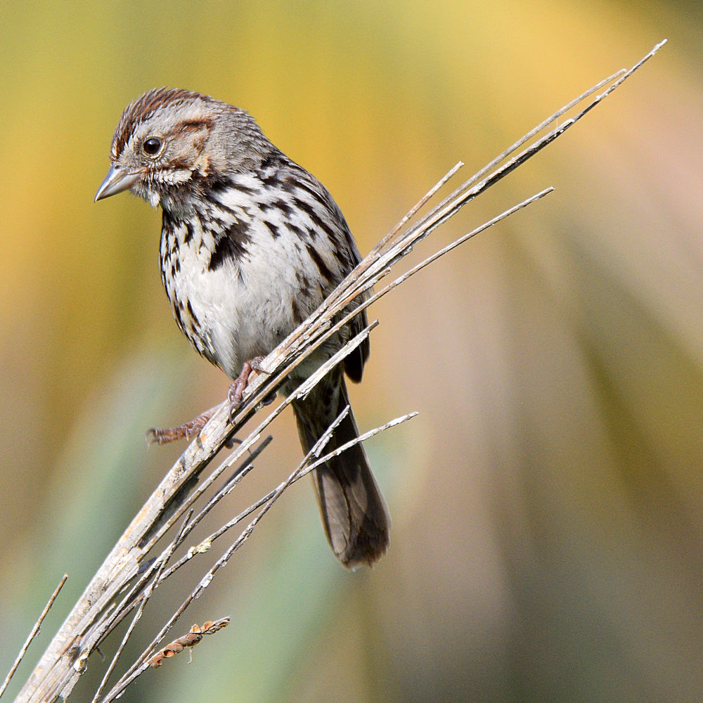 Sparrow.jpg