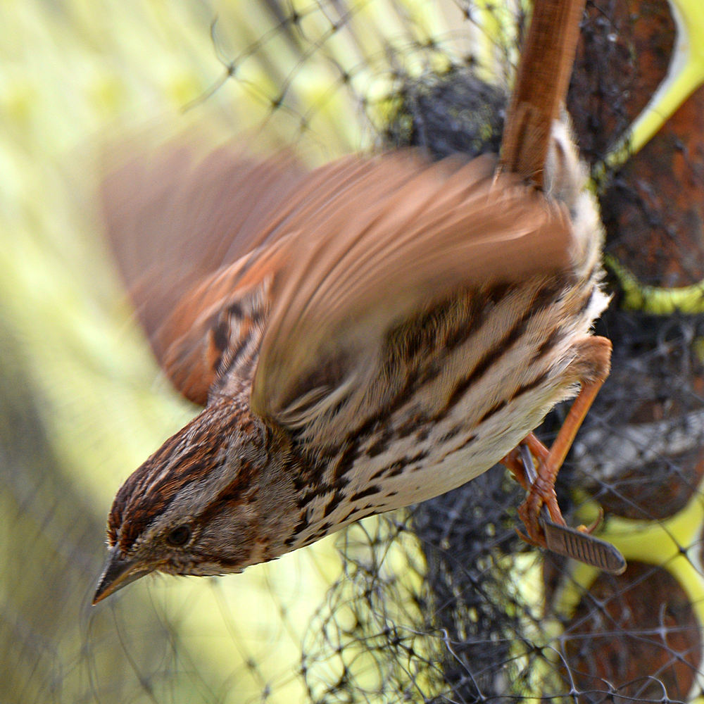 Sparrow.jpg