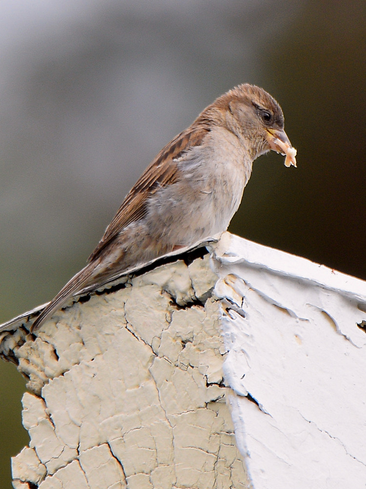 Sparrow.jpg