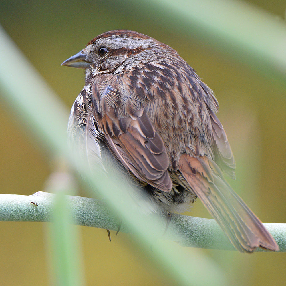 Sparrow.jpg