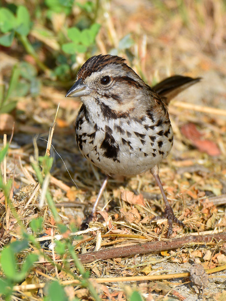 Sparrow.jpg
