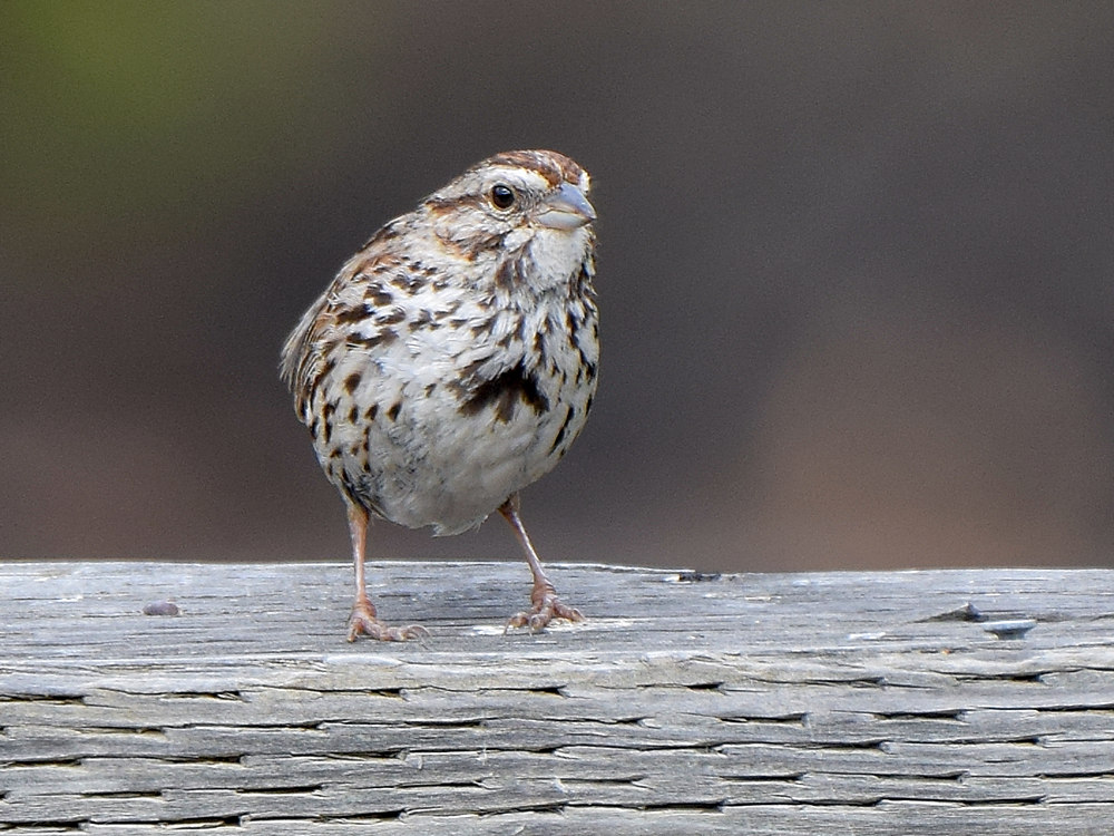 Sparrow.jpg