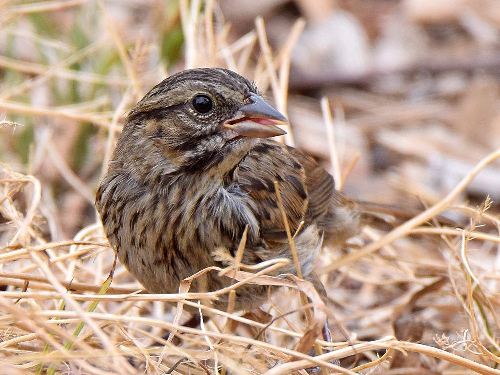 Sparrow.jpg