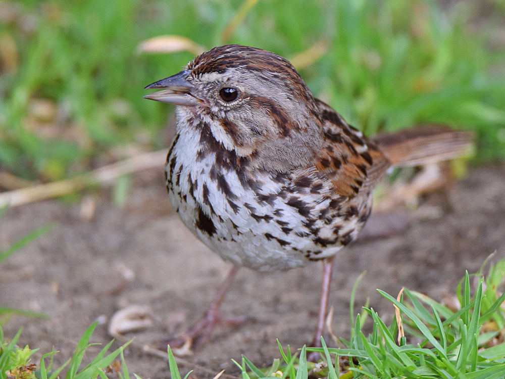 Sparrow.jpg