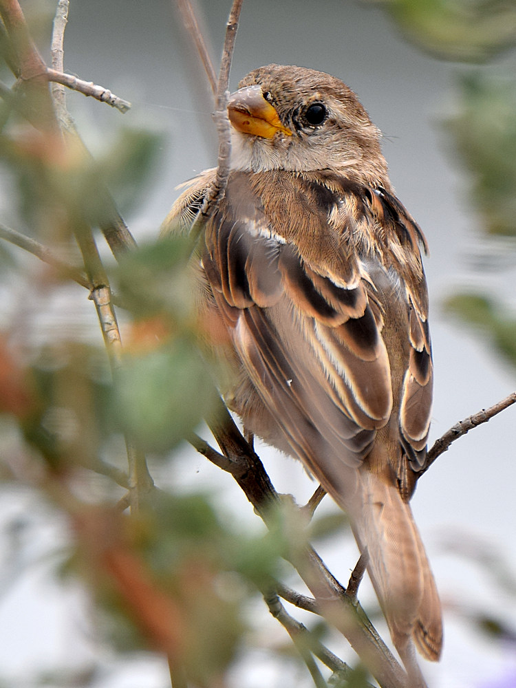 Sparrow.jpg