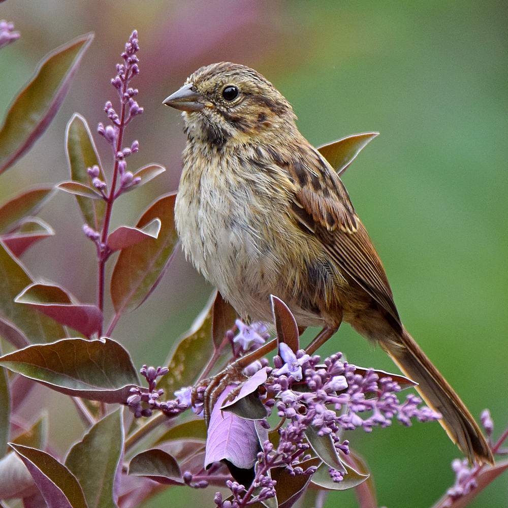 Sparrow.jpg