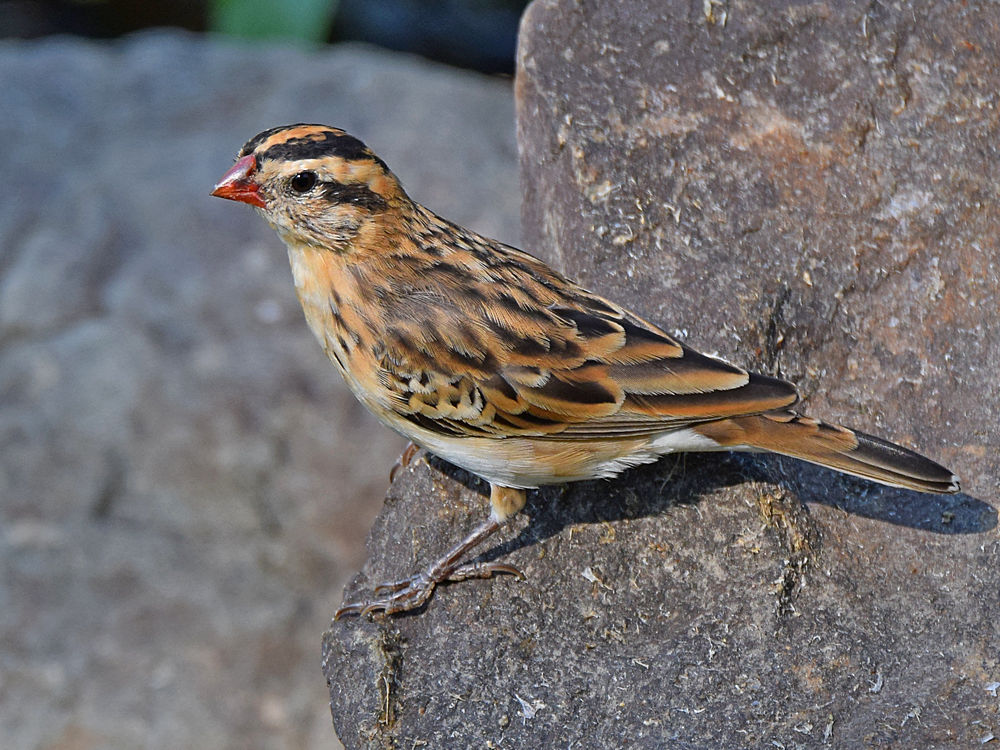 Sparrow.jpg