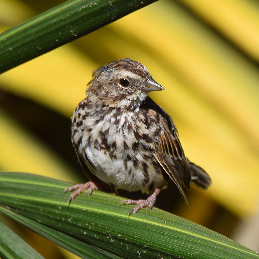 Sparrow.jpg