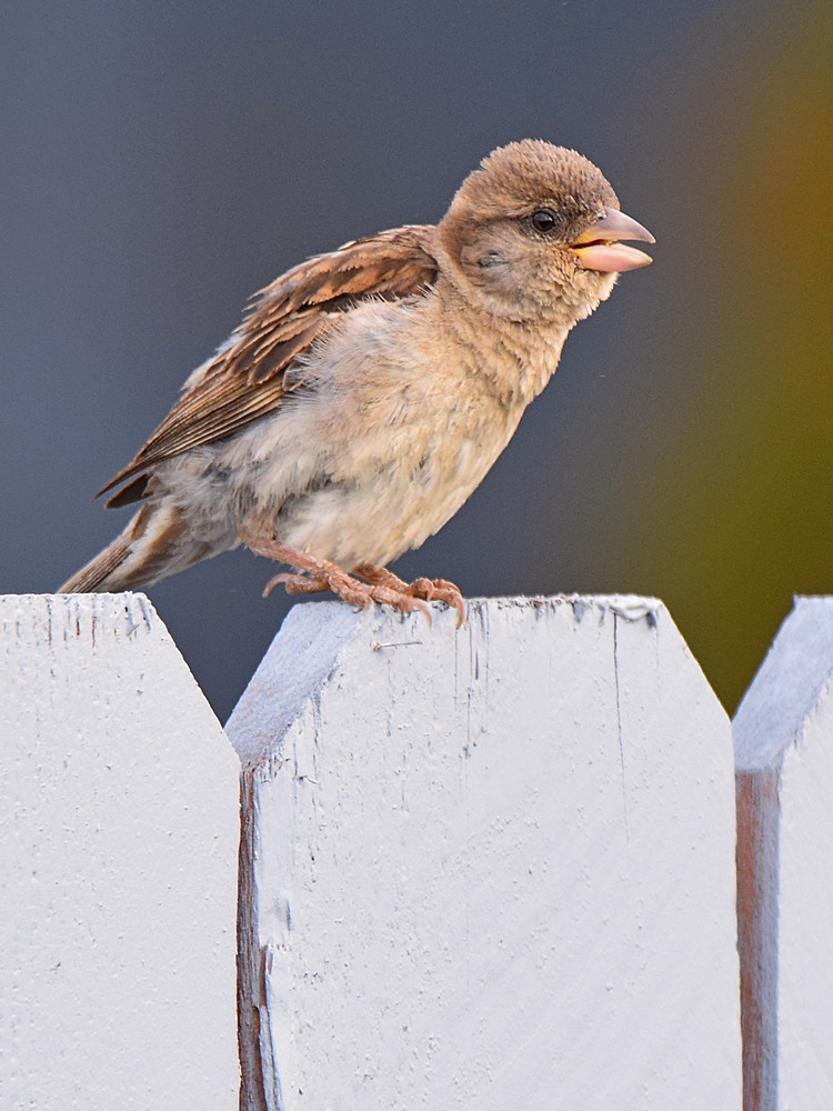 Sparrow.jpg