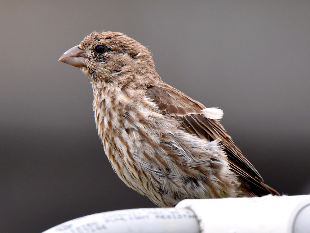 Sparrow.jpg