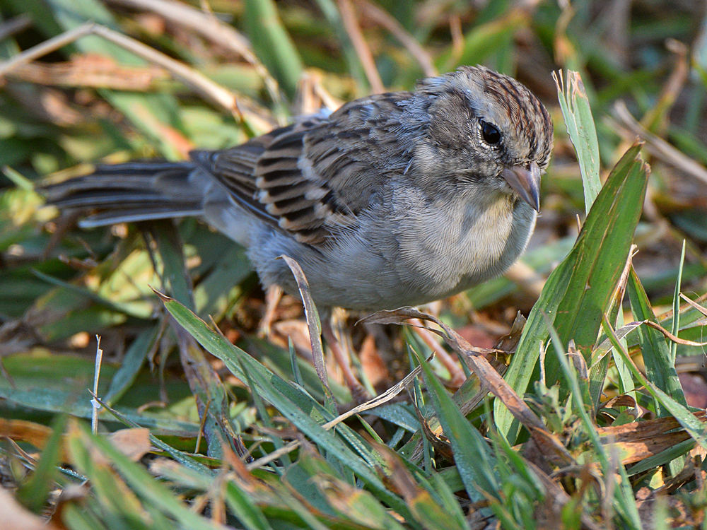 Sparrow.jpg