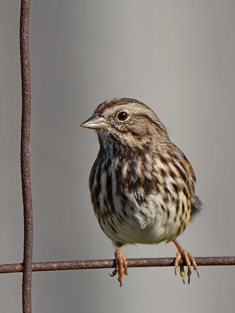 Sparrow.jpg
