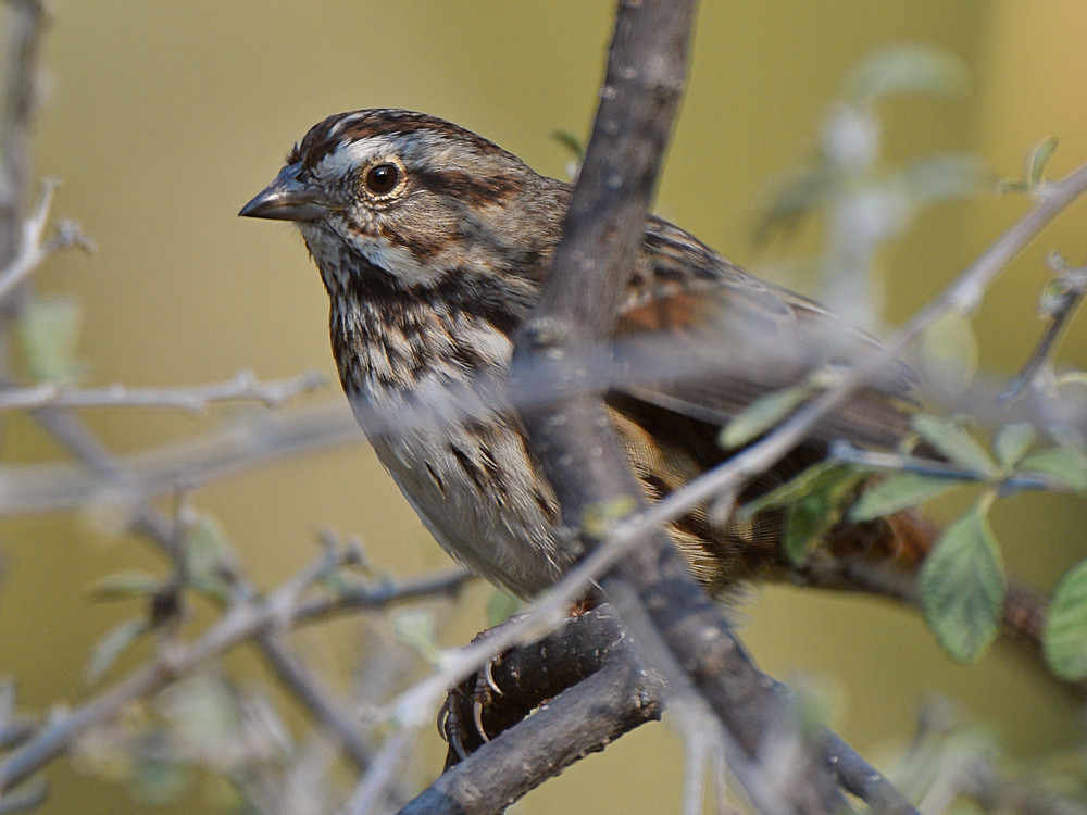Sparrow.jpg