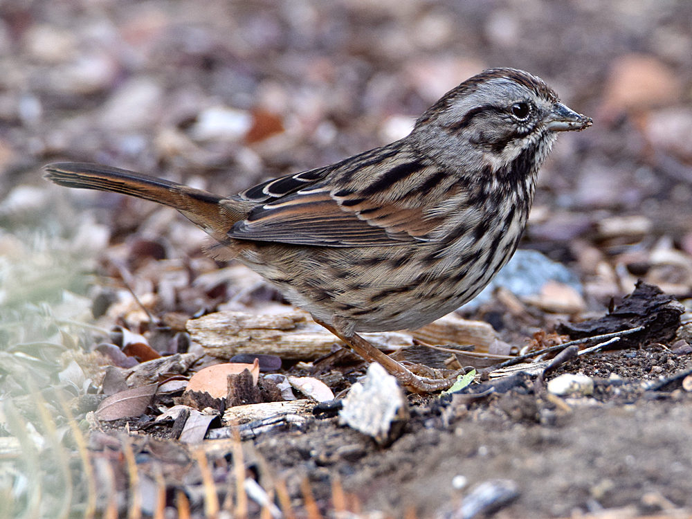 Sparrow.jpg