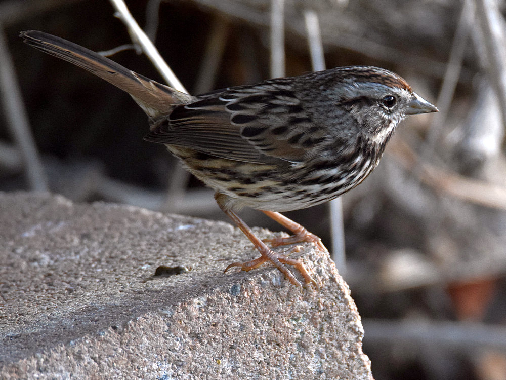 Sparrow.jpg