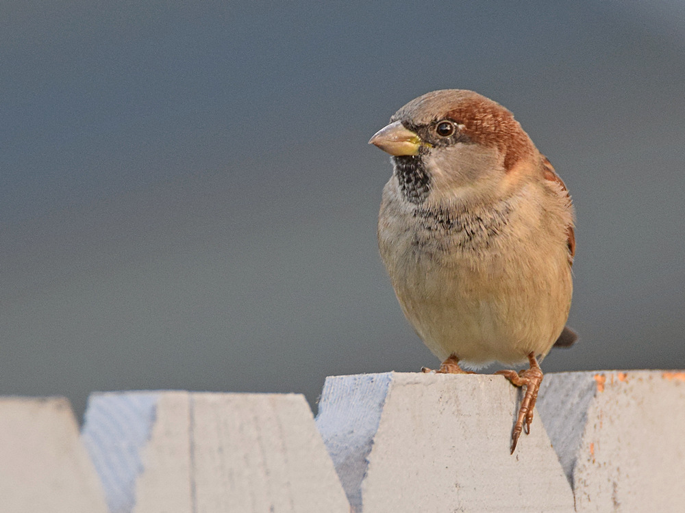 Sparrow.jpg