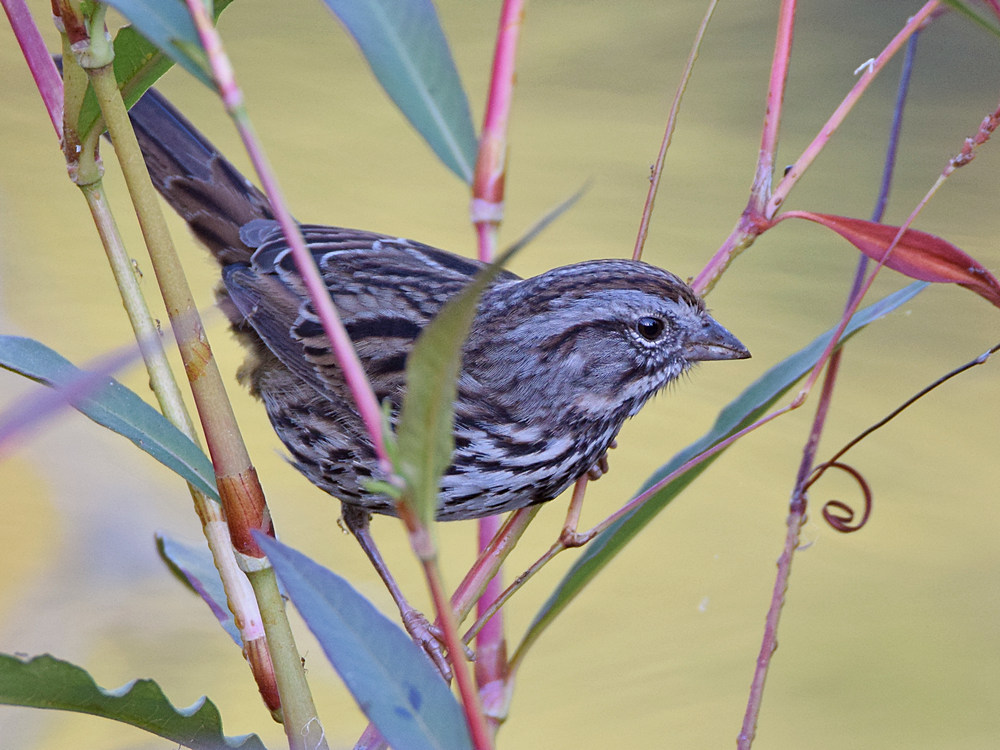 Sparrow.jpg