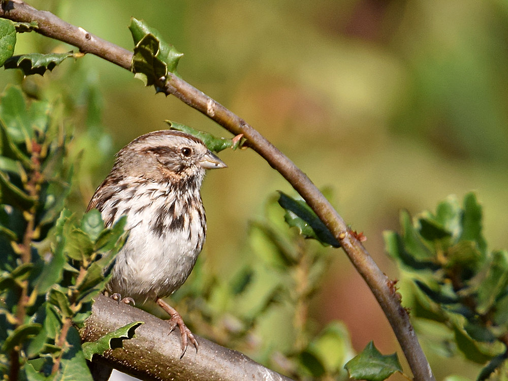Sparrow.jpg