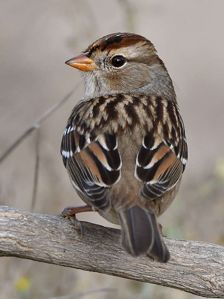 Sparrow.jpg