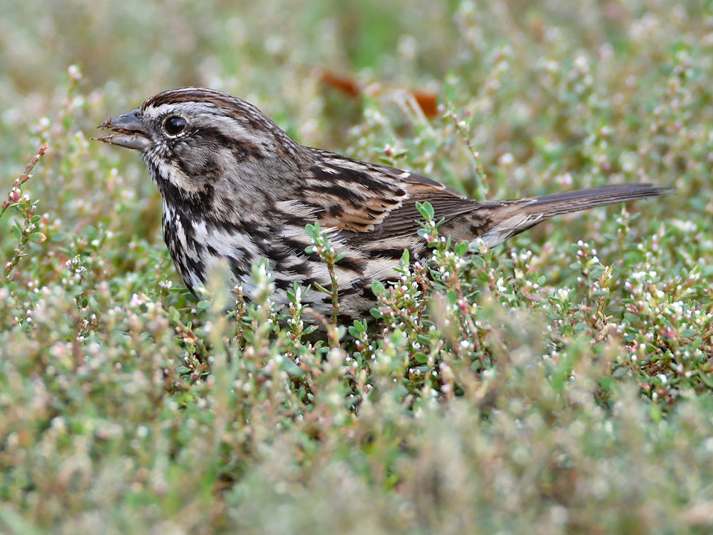 Sparrow.jpg